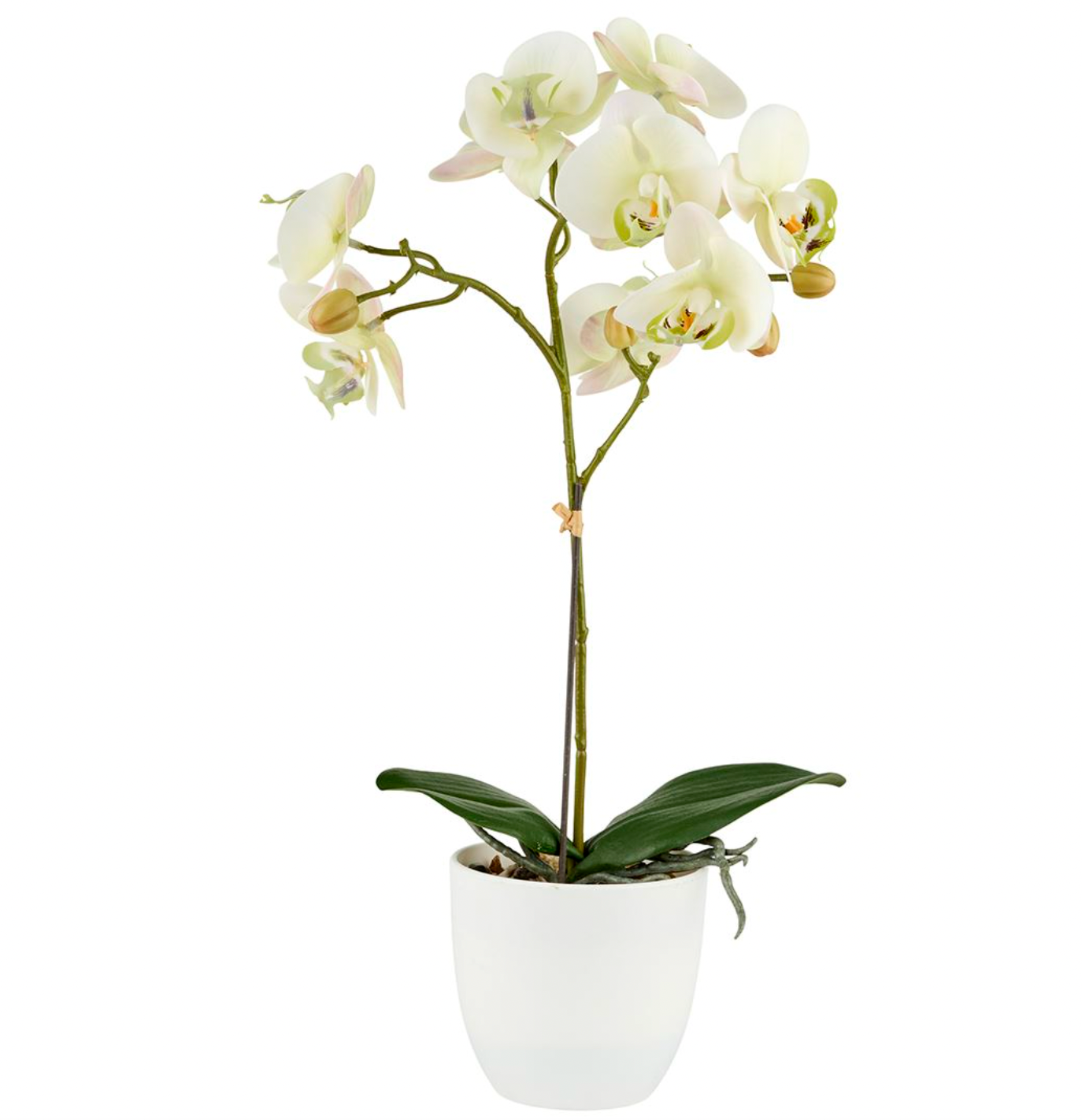 Orkidé i kruka - Lime 50cm