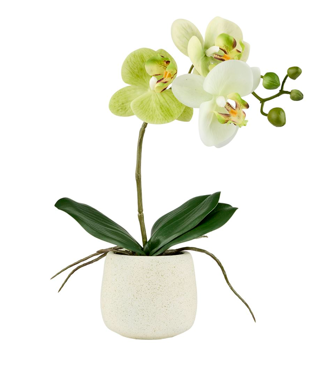 Orkidé i kruka - Lime 36 cm