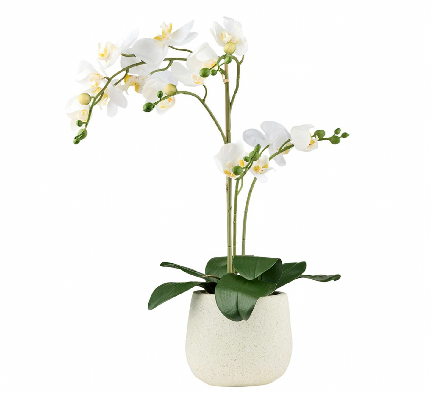 Orkidé i kruka - Vit 50cm