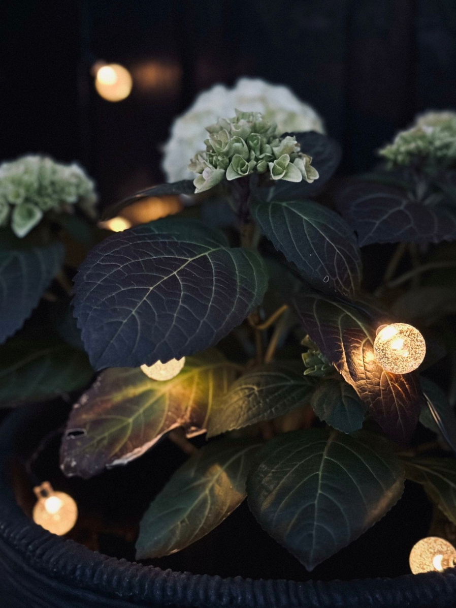 Ljusslinga Bella med solceller - 50 LED