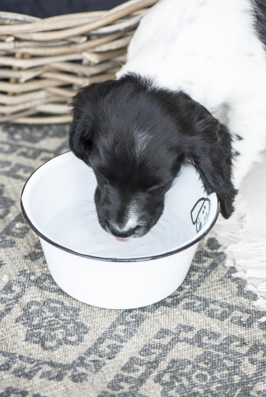 Hundskål emalj - Liten