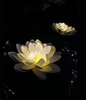 Solcell LOTUS – Vit
