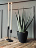 Aloe vera ink kruka - 45 cm