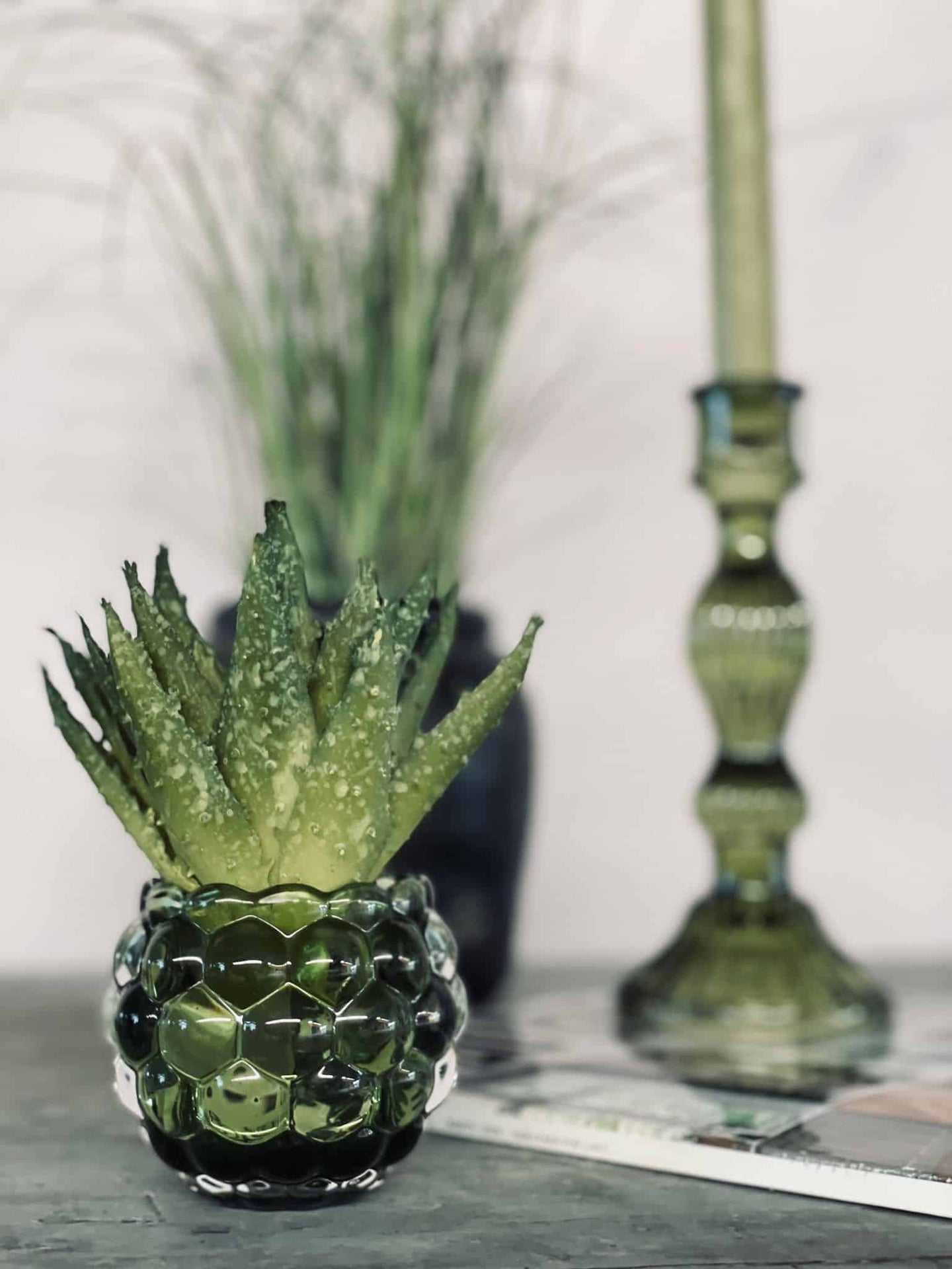 Aloe vera m/pigge 15cm - VIAMAJA.DK