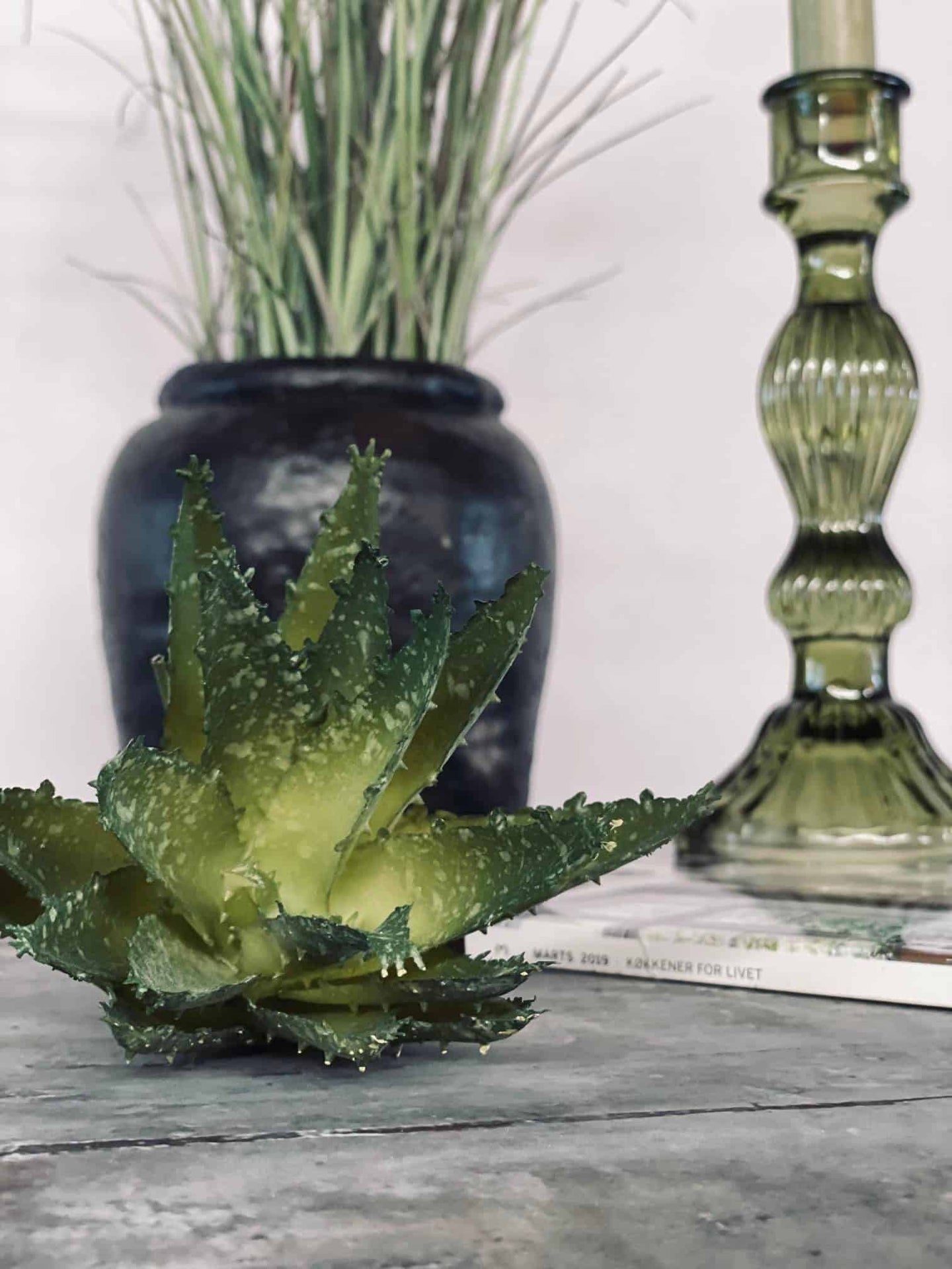 Aloe vera m/pigge 15cm - VIAMAJA.DK