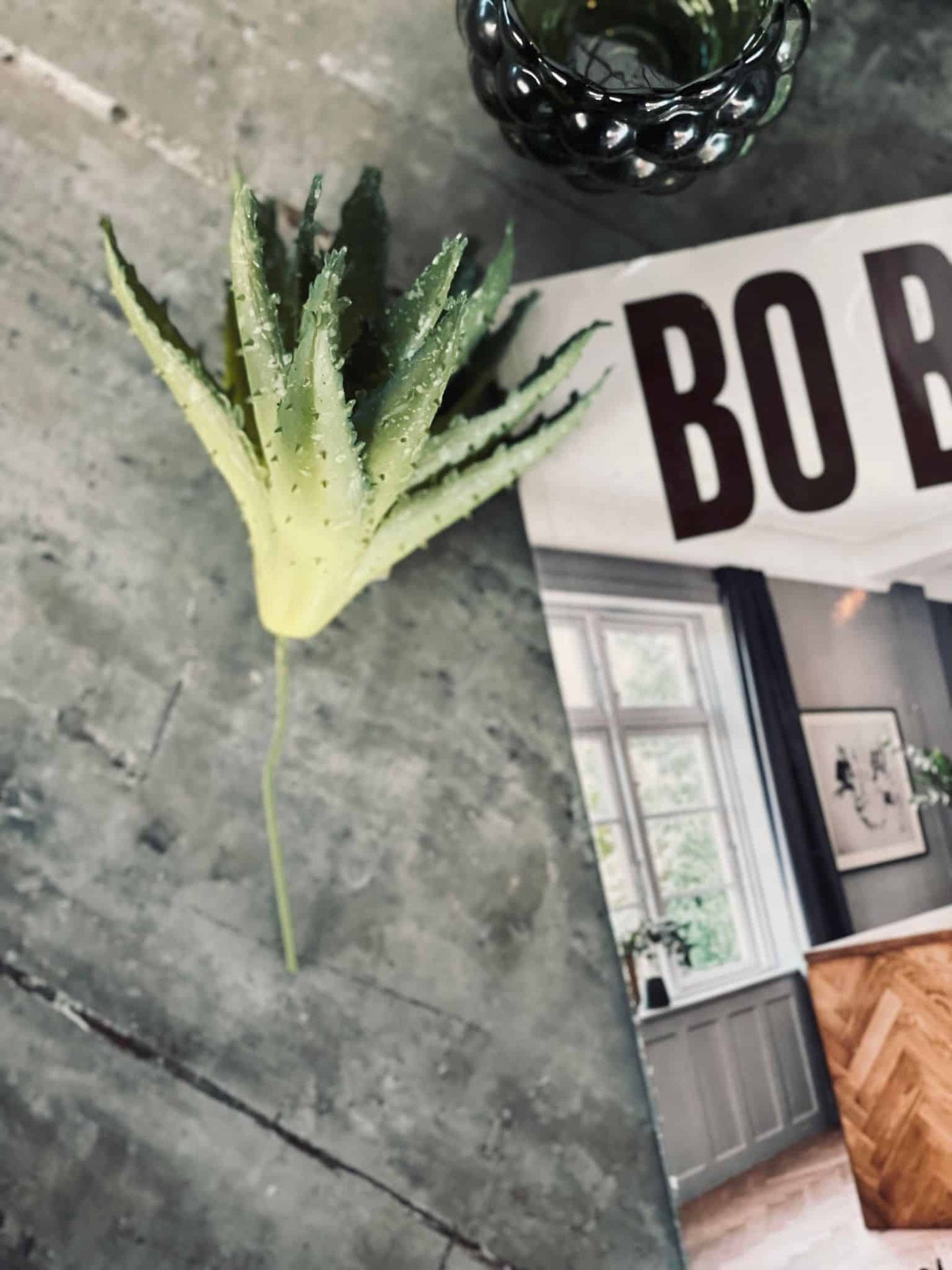 Aloe vera m/pigge 15cm - VIAMAJA.DK