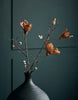 Blomma, Mangnolia, Brun
