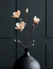 Blomma, Magnolia, Råvit