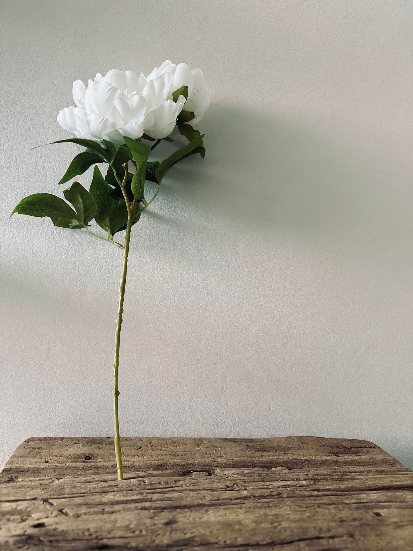 Blomst Pæon hvid - VIAMAJA.DK