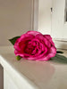Blomma Ros Mörk rosa