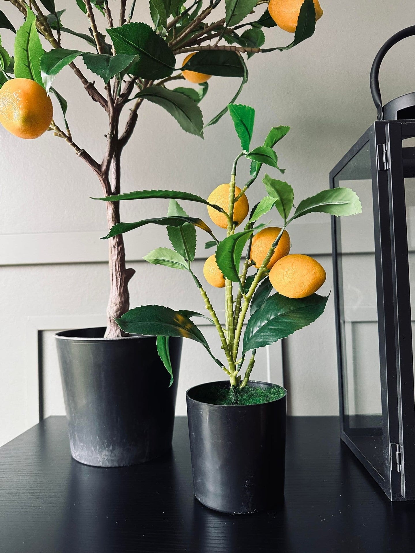 Citrustræ – Lille - VIAMAJA.DK