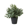 Eukalyptus i kruka – H 23 cm