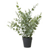 Eukalyptus i kruka – H 40 cm