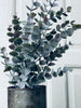 Eukalyptus krukväxt