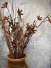 Evighetsblomma – Stjälk 60cm Brun