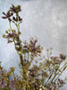 Evighetsblomma – Stjälk 60 cm Lila