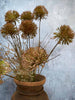 Evighetsblomma – Stjälk 60 cm Pom