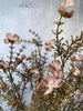 Evighetsblomma – Stjälk 60 cm Rosa