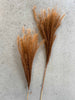 Evighetsbukett - Fluffy silvergrass 10 st - choklad