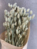 Evighetsbukett - Poa Natur