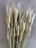 Evighetsbukett - Triticale (Råg)