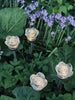 Fackla med solceller FLOWER – Set med 4 st