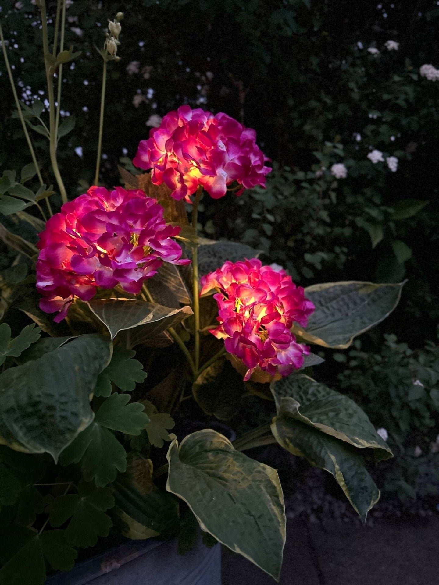 Hortensia med solceller – Pink - VIAMAJA.DK