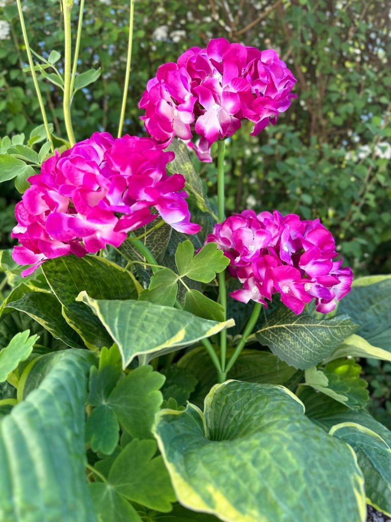 Hortensia med solceller – Pink - VIAMAJA