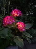Hortensia med solceller – Rosa