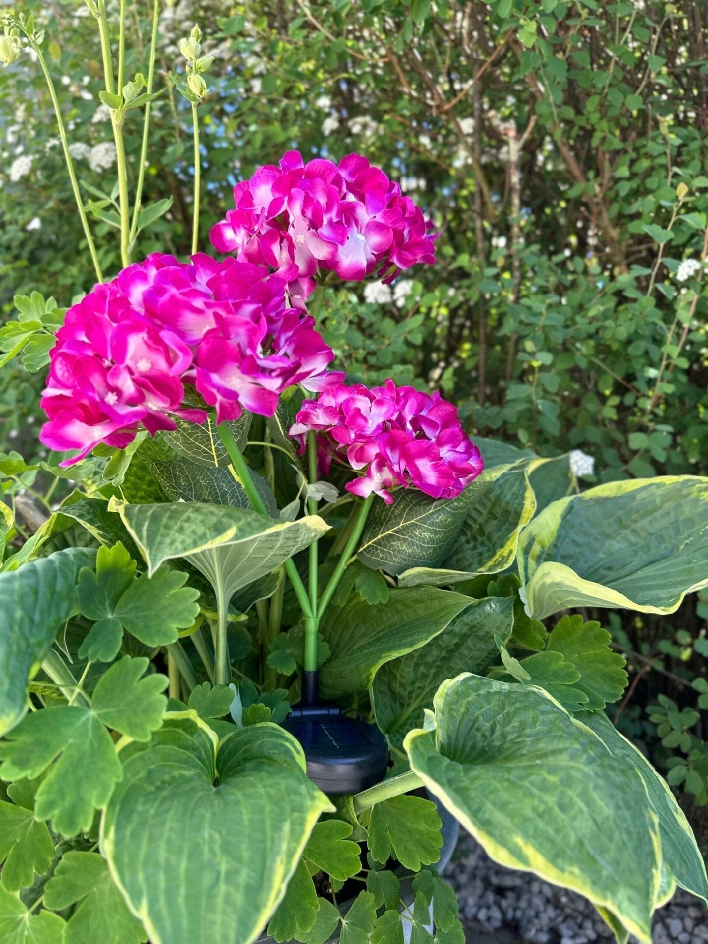Hortensia med solceller – Pink - VIAMAJA.DK