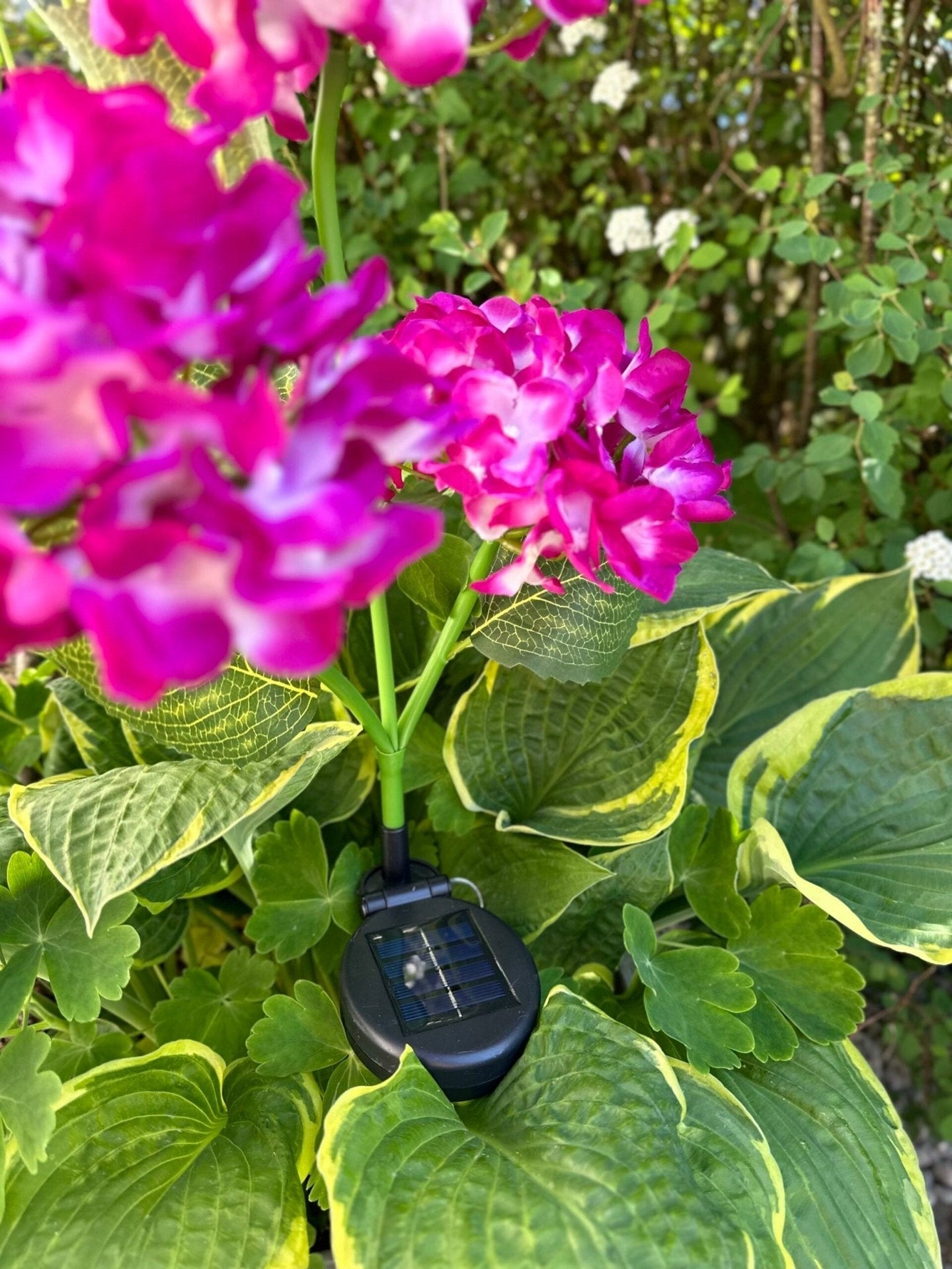Hortensia med solceller – Pink - VIAMAJA.DK