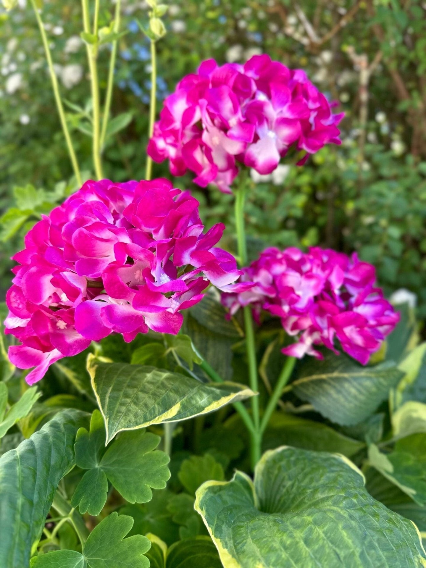 Hortensia med solceller – Pink - VIAMAJA.DK