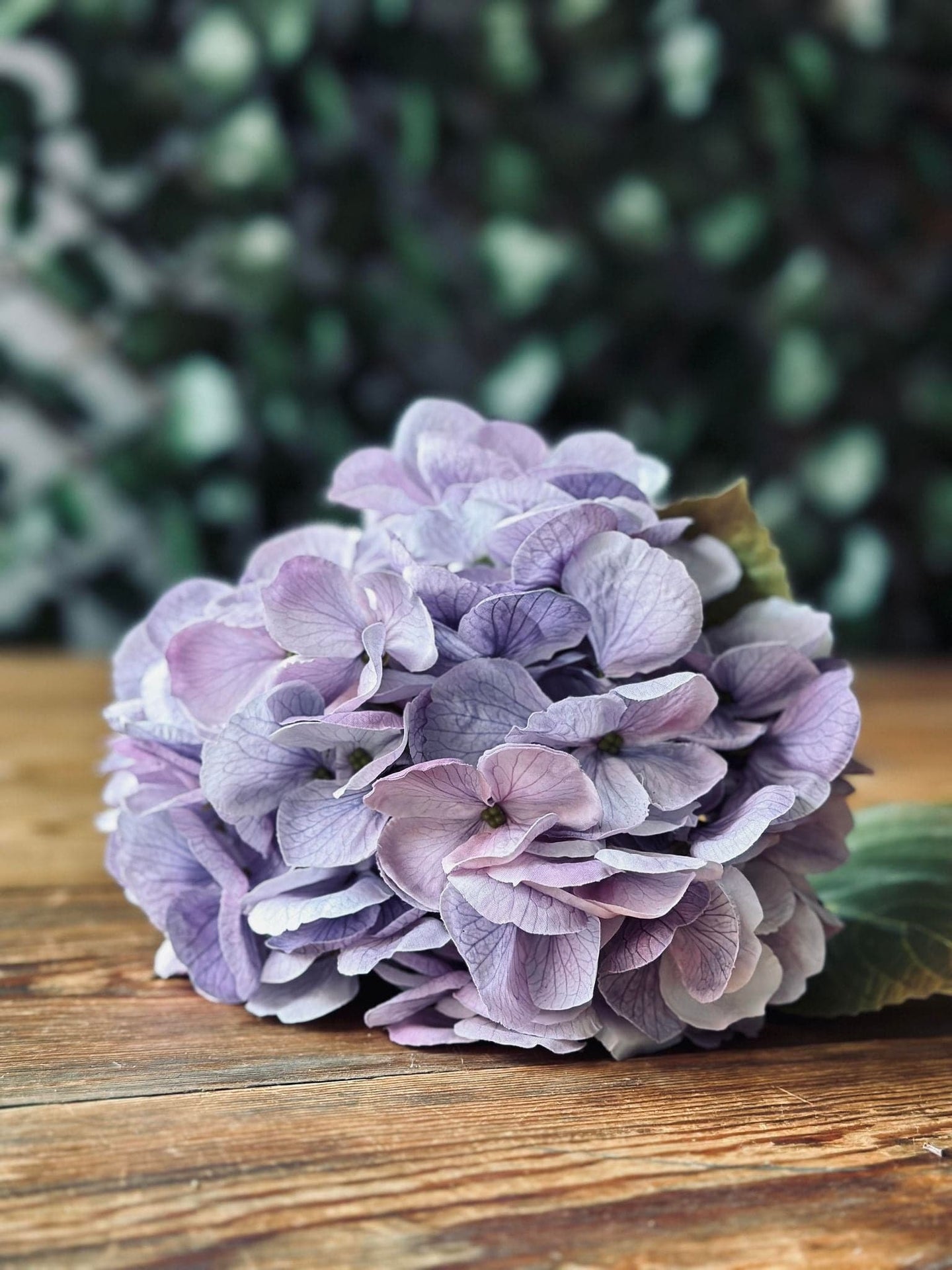 Hotensia Lilla - VIAMAJA.DK