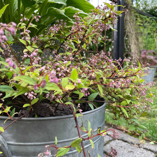 Kork bark til dekoration - Brændt - VIAMAJA.DK