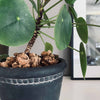 Korkbark för dekoration - Natur