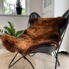 Korthårig Ginger