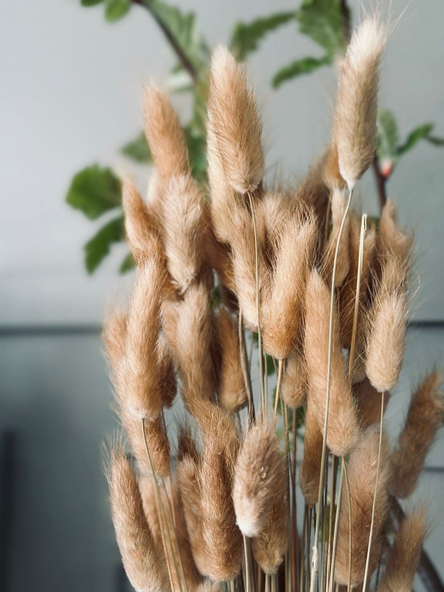 Lagurus - Natur - VIAMAJA.DK