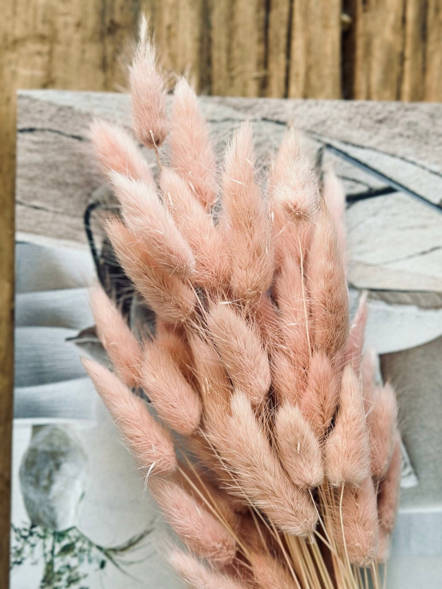 Lagurus - Rose - VIAMAJA.DK
