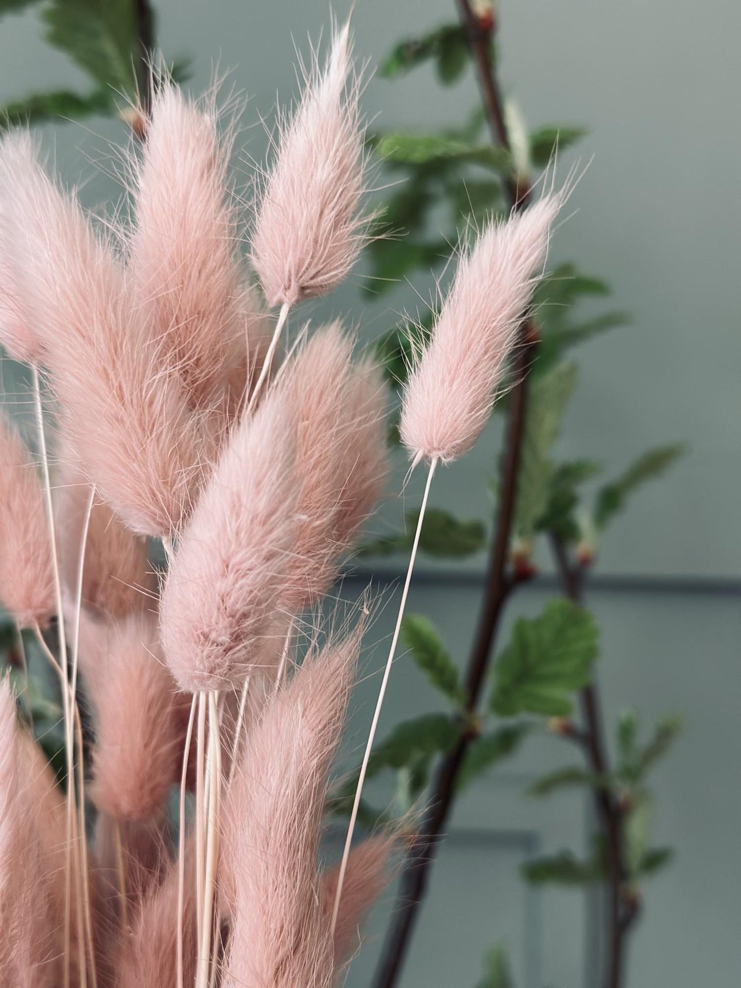 Lagurus - Rose - VIAMAJA.DK