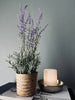 Lavendel i naturkruka - Mörklila