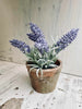 Lavendel i kruka