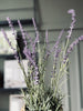 Lavendel mix - H 46 cm