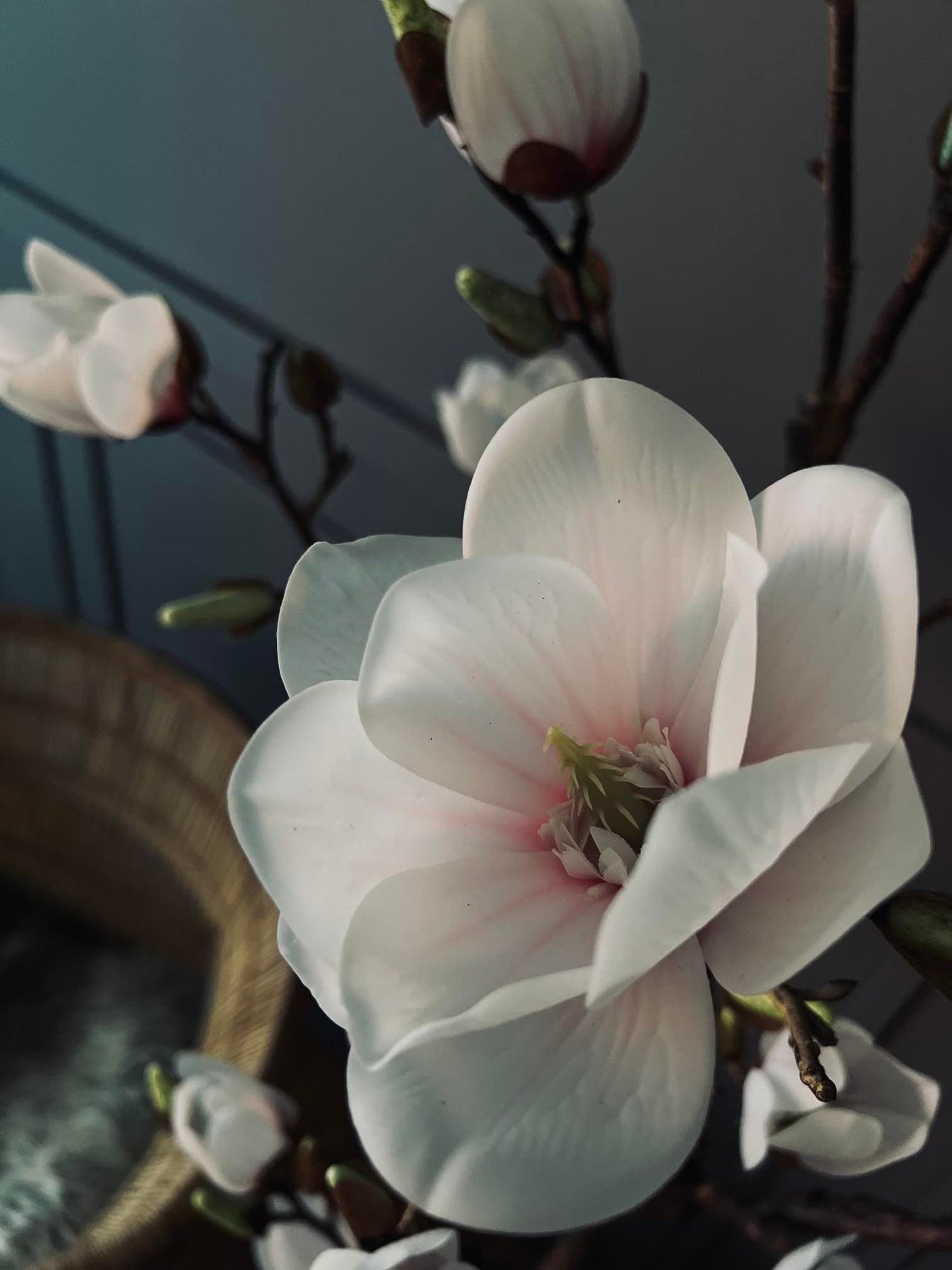 Magnoliatræ i pot - 120 cm - VIAMAJA.DK