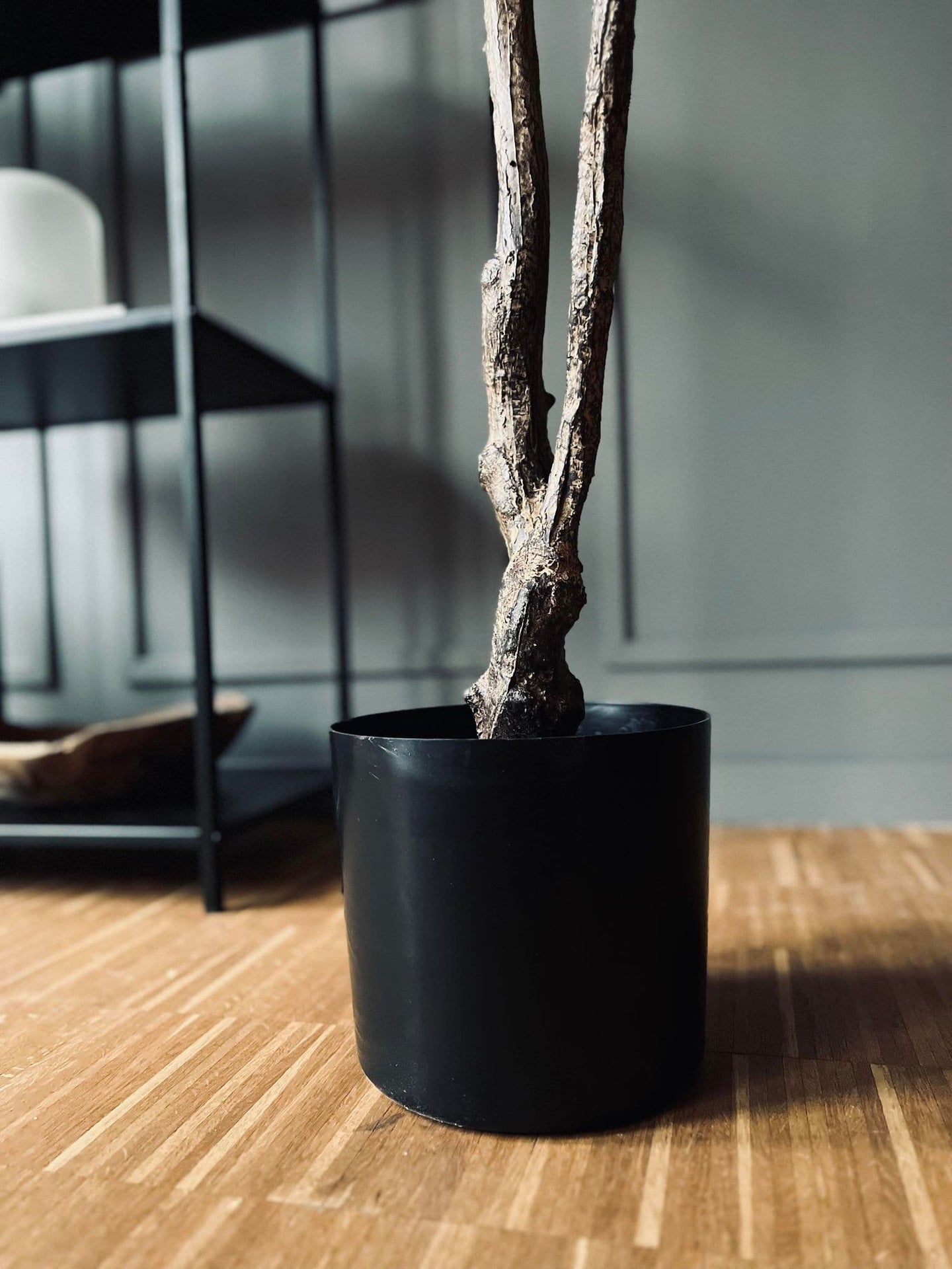 Magnoliatræ i pot - 120 cm - VIAMAJA.DK