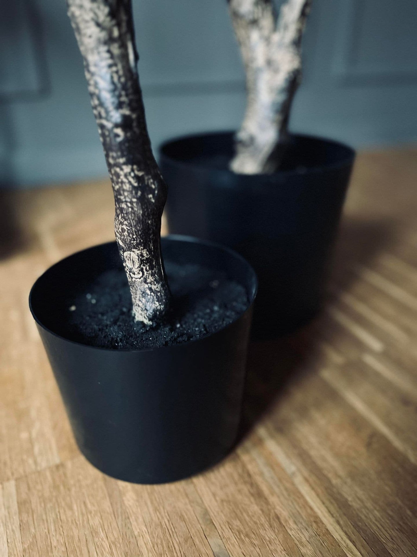 Magnoliatræ i pot - 120 cm - VIAMAJA.DK