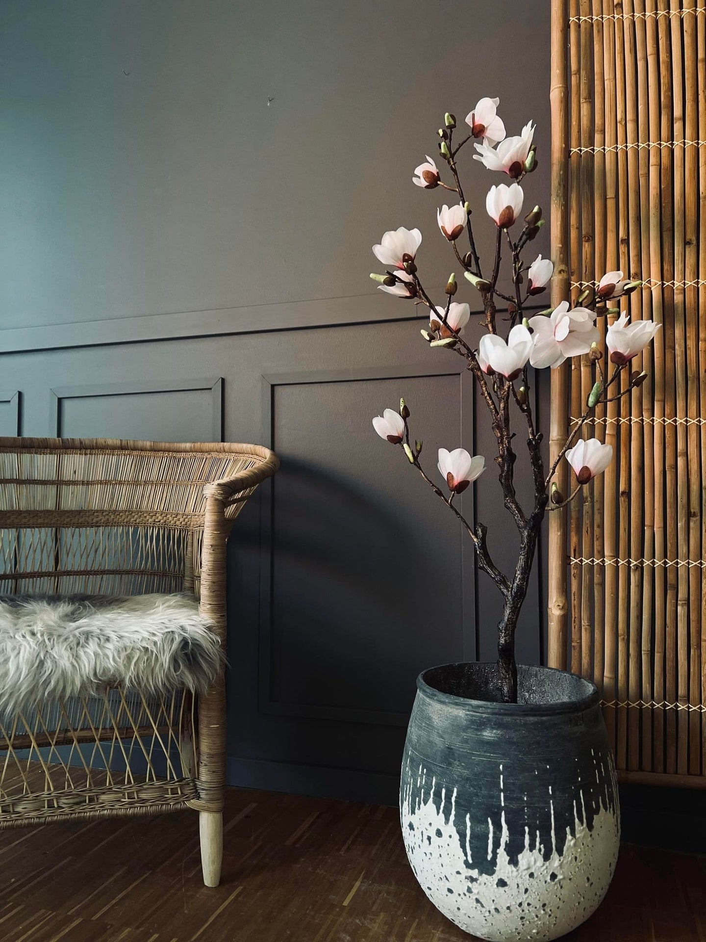 Magnoliatræ i pot - 120 cm - VIAMAJA.DK