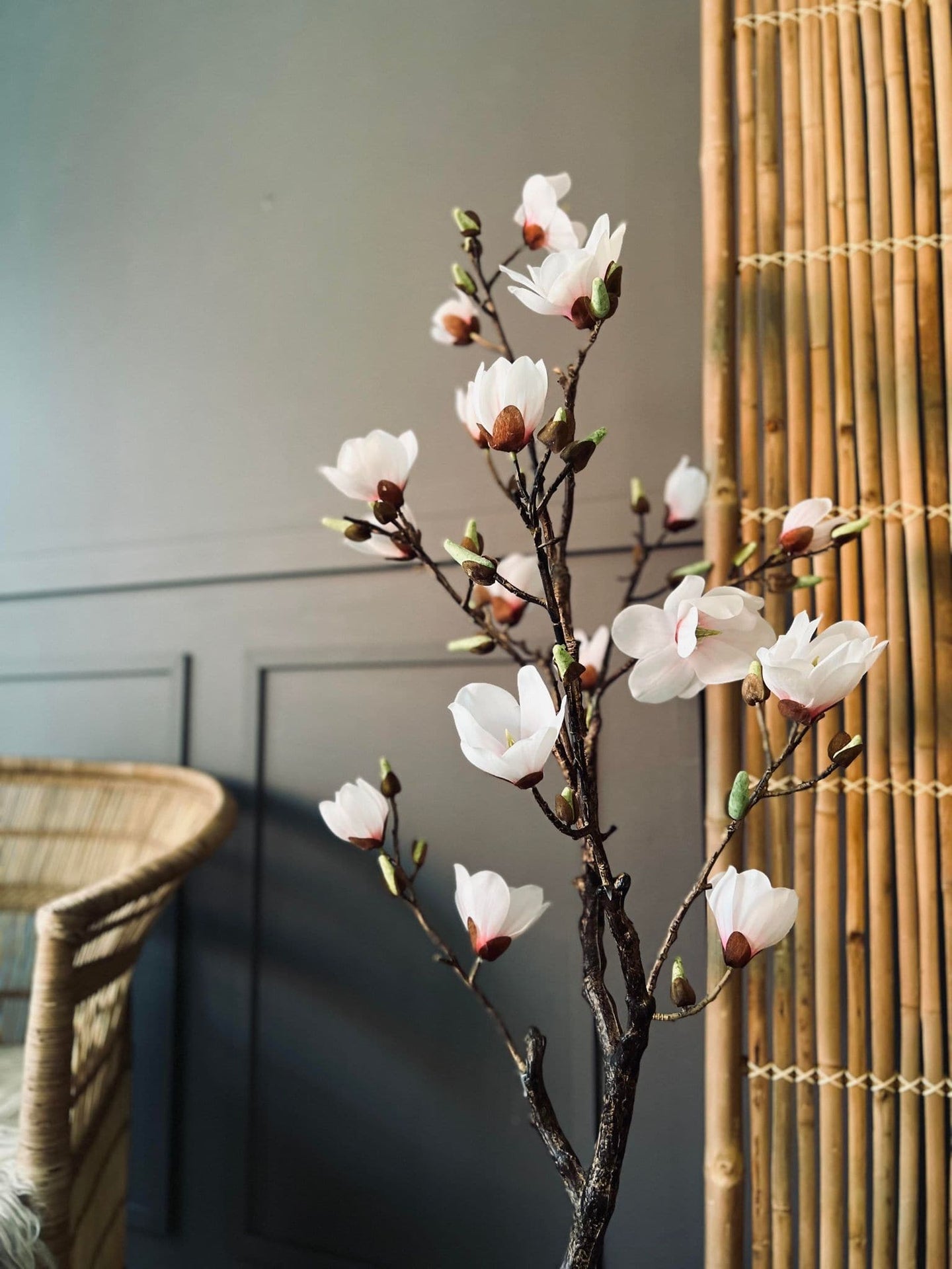 Magnoliatræ i pot - 120 cm - VIAMAJA.DK