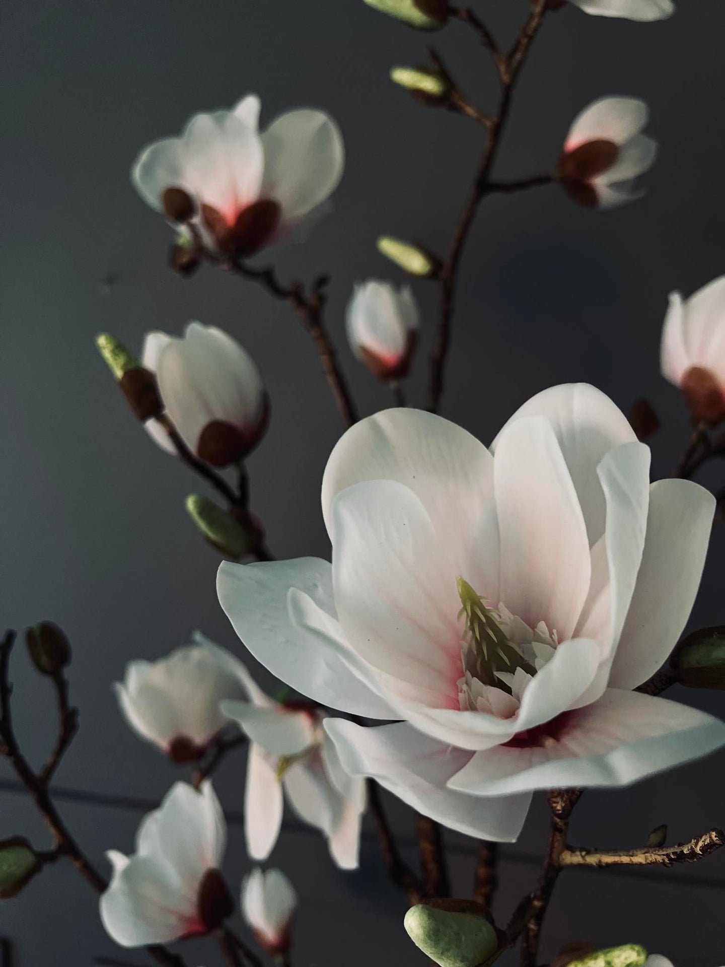 Magnoliatræ i pot - 160cm - VIAMAJA.DK