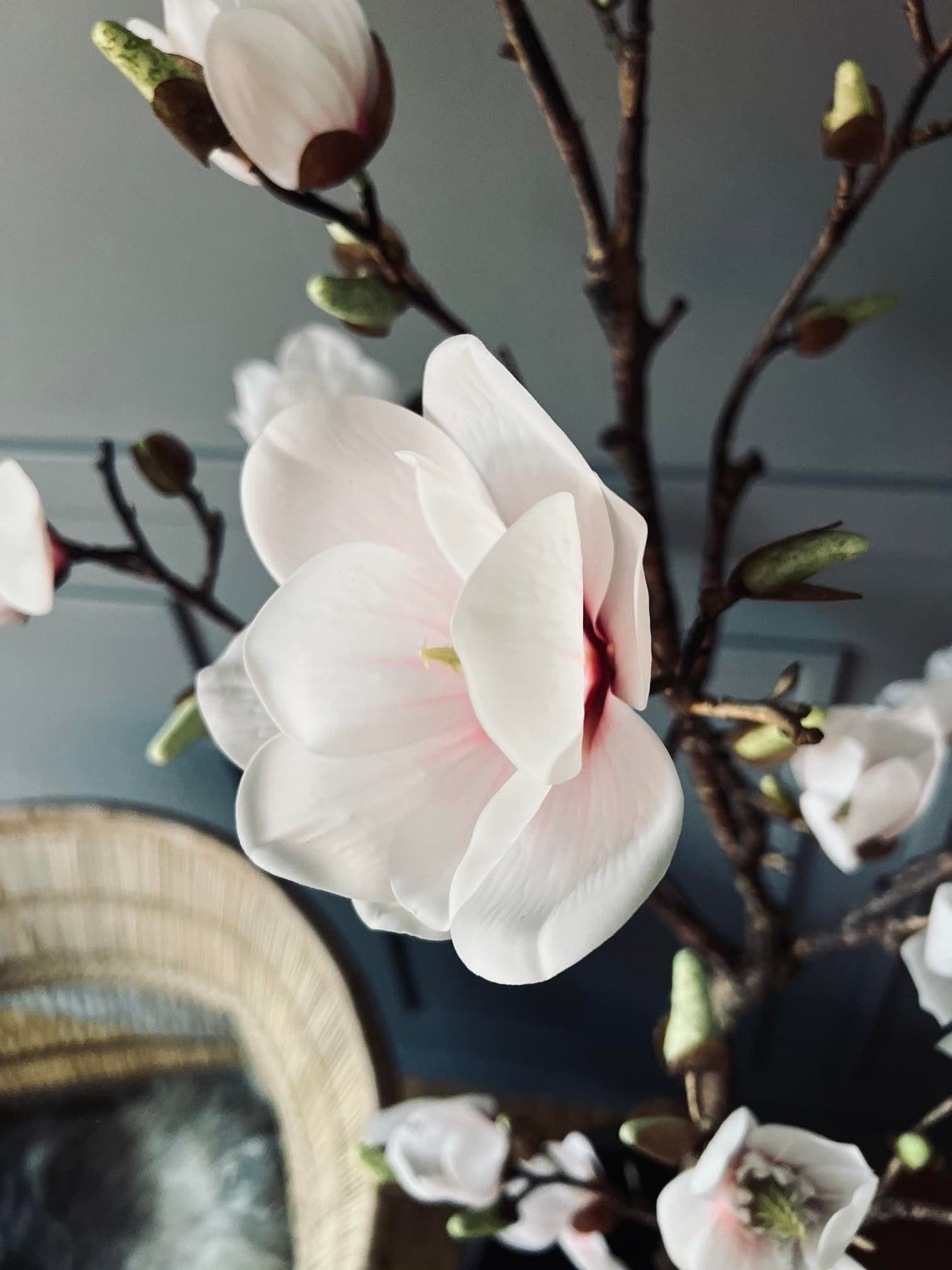 Magnoliatræ i pot - 160cm - VIAMAJA.DK