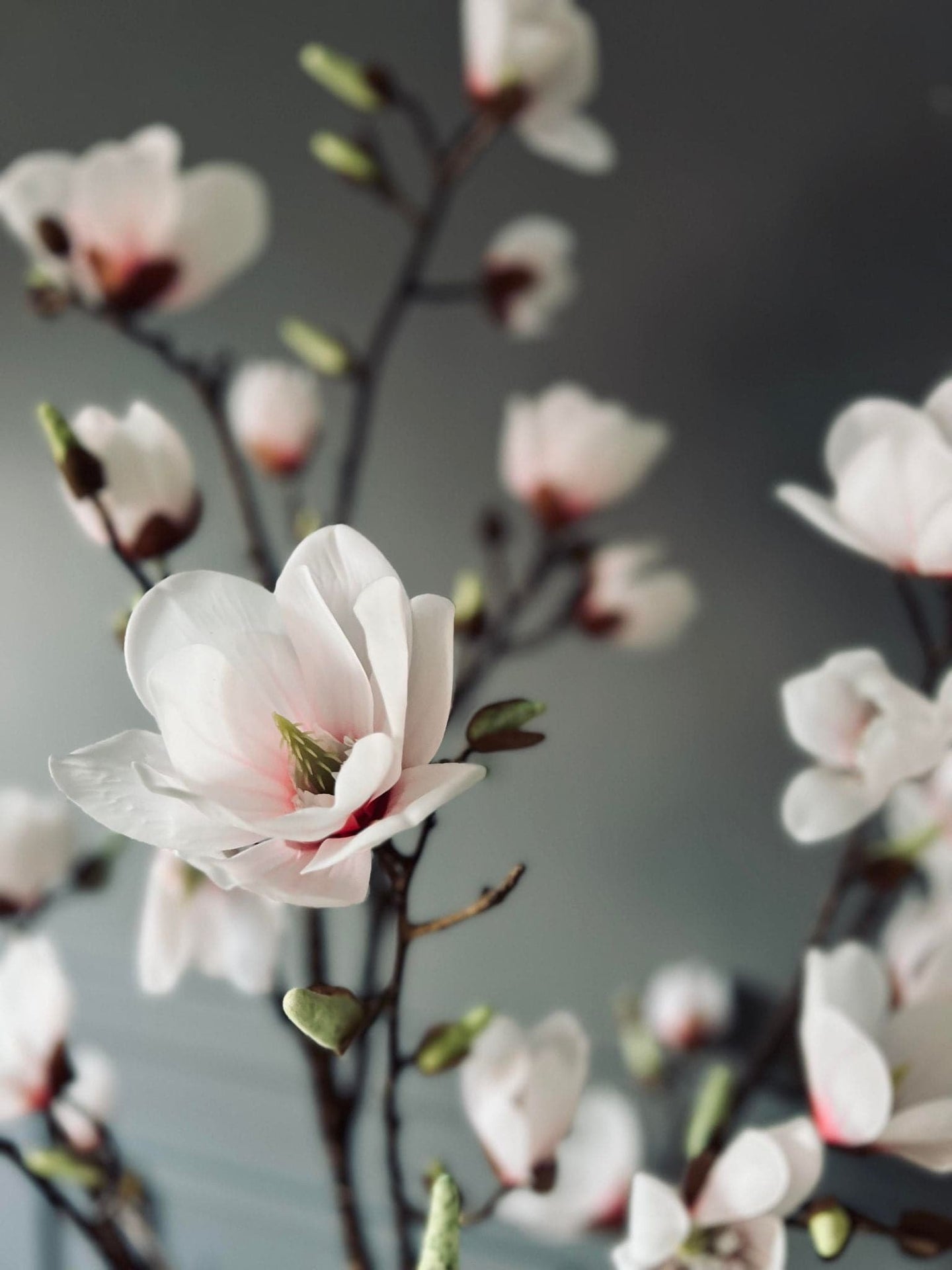 Magnoliatræ i pot - 160cm - VIAMAJA.DK